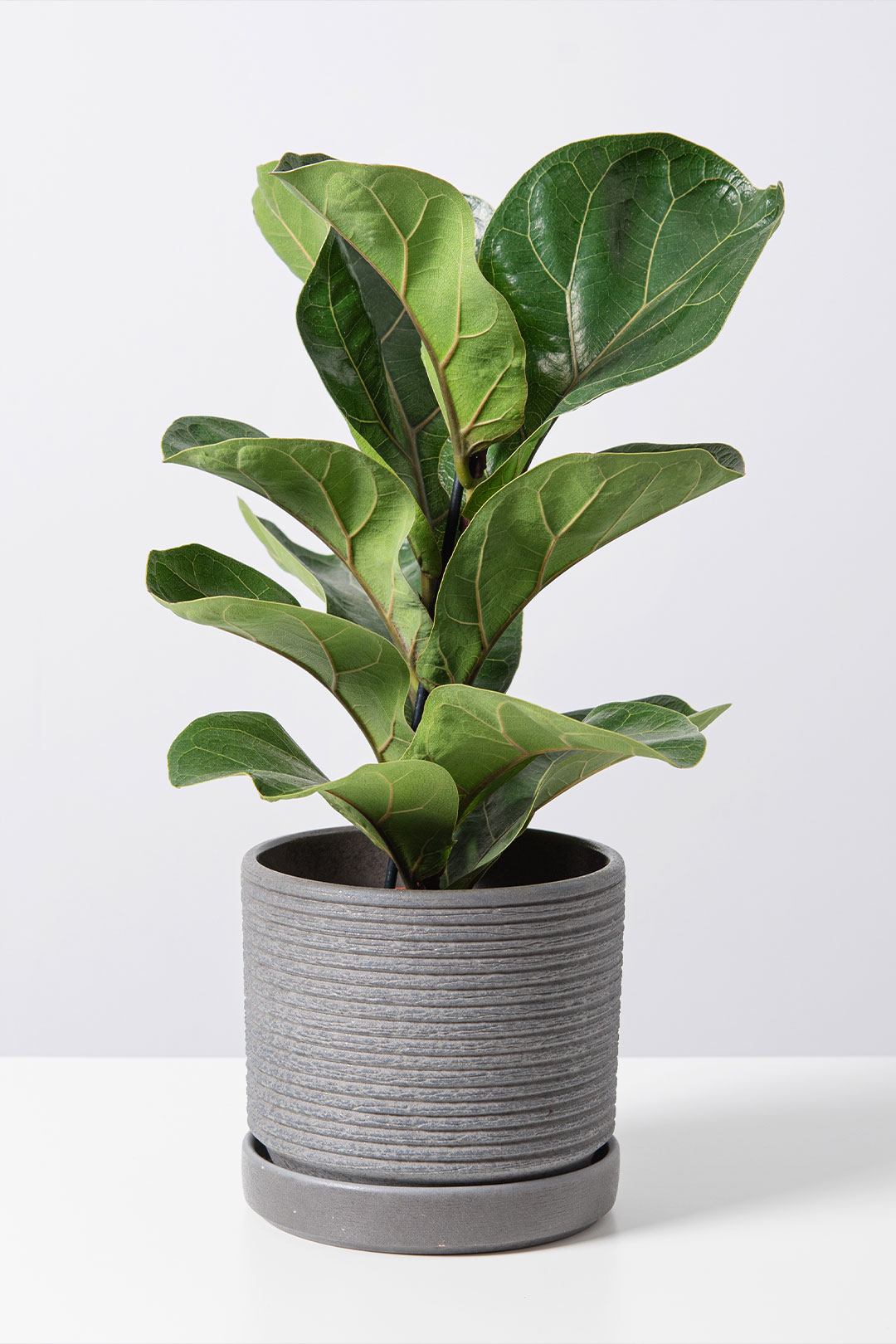 PLANTAS-ORNAMENTAIS2-LEONARDO-COSTA